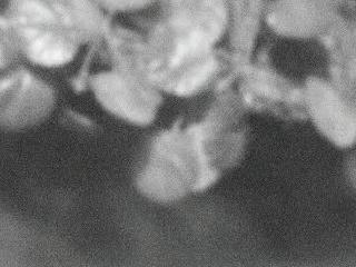 DevoraRose